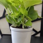 EcoVibes | air purifying indoor plants