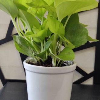 EcoVibes | air purifying indoor plants