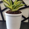 EcoVibes | air purifying indoor plants