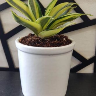 EcoVibes | air purifying indoor plants