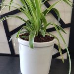 EcoVibes | air purifying indoor plants