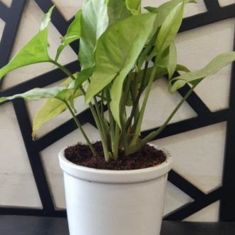 EcoVibes | air purifying indoor plants
